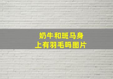 奶牛和斑马身上有羽毛吗图片