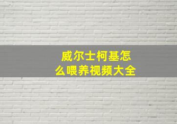 威尔士柯基怎么喂养视频大全