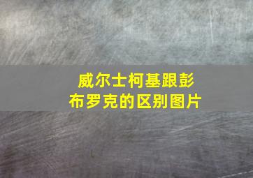 威尔士柯基跟彭布罗克的区别图片