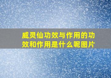 威灵仙功效与作用的功效和作用是什么呢图片