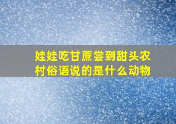 娃娃吃甘蔗尝到甜头农村俗语说的是什么动物