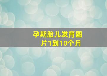 孕期胎儿发育图片1到10个月