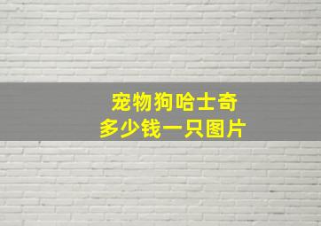 宠物狗哈士奇多少钱一只图片