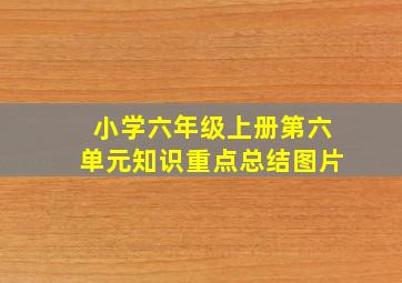 小学六年级上册第六单元知识重点总结图片