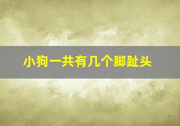 小狗一共有几个脚趾头