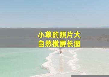 小草的照片大自然横屏长图