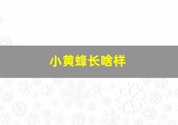 小黄蜂长啥样