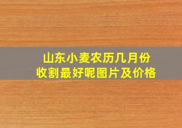 山东小麦农历几月份收割最好呢图片及价格