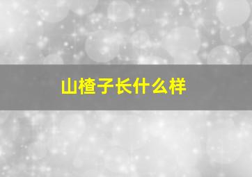 山楂子长什么样