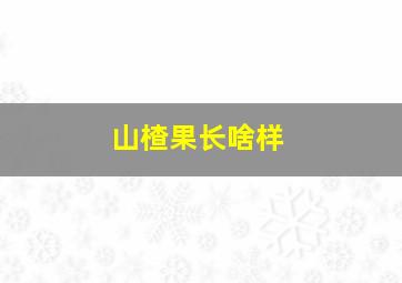 山楂果长啥样