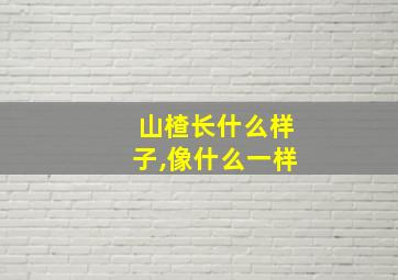 山楂长什么样子,像什么一样