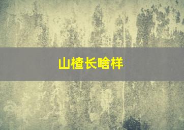 山楂长啥样