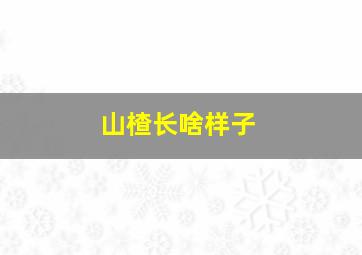 山楂长啥样子