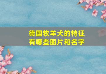 德国牧羊犬的特征有哪些图片和名字