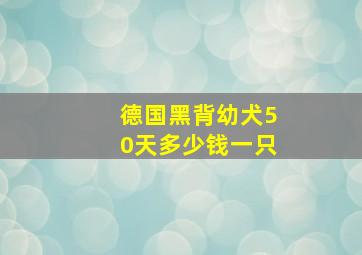 德国黑背幼犬50天多少钱一只