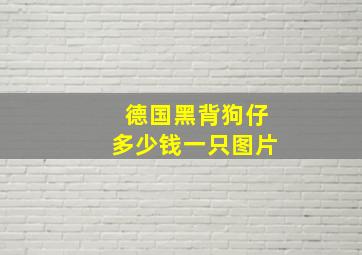 德国黑背狗仔多少钱一只图片