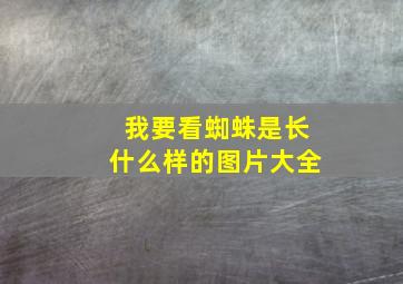 我要看蜘蛛是长什么样的图片大全