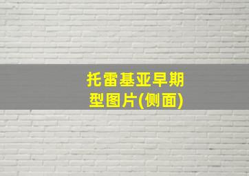 托雷基亚早期型图片(侧面)