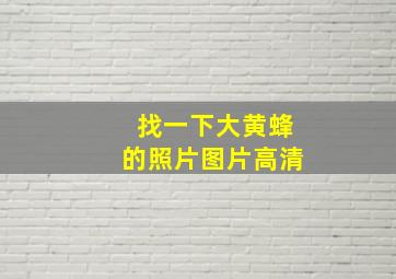 找一下大黄蜂的照片图片高清