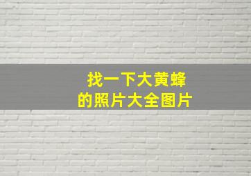 找一下大黄蜂的照片大全图片