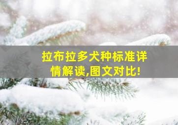 拉布拉多犬种标准详情解读,图文对比!