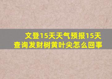 文登15天天气预报15天查询发财树黄叶尖怎么回事