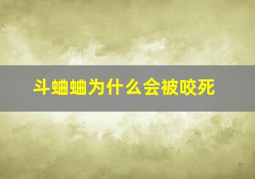 斗蛐蛐为什么会被咬死