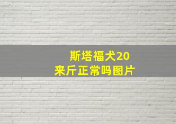 斯塔福犬20来斤正常吗图片