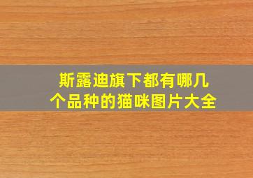 斯露迪旗下都有哪几个品种的猫咪图片大全