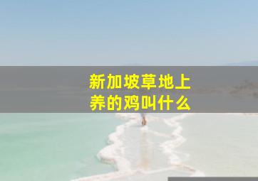 新加坡草地上养的鸡叫什么