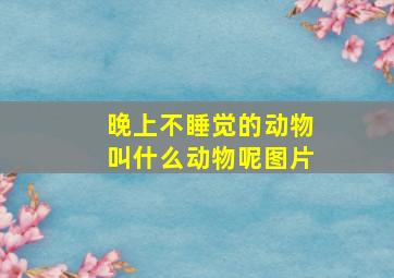 晚上不睡觉的动物叫什么动物呢图片