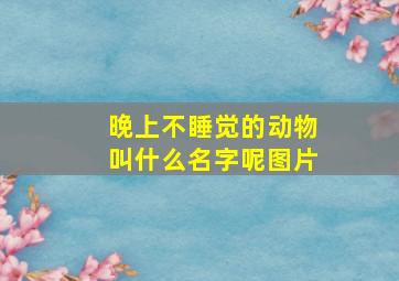 晚上不睡觉的动物叫什么名字呢图片