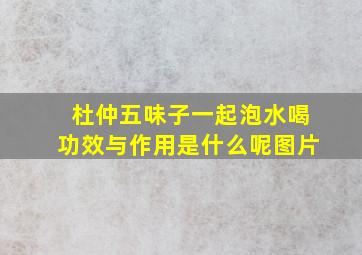 杜仲五味子一起泡水喝功效与作用是什么呢图片