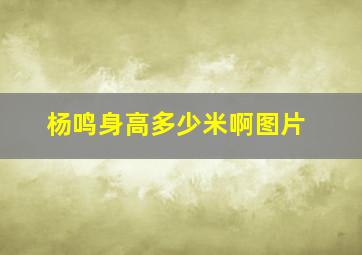 杨鸣身高多少米啊图片