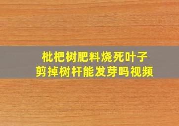 枇杷树肥料烧死叶子剪掉树杆能发芽吗视频