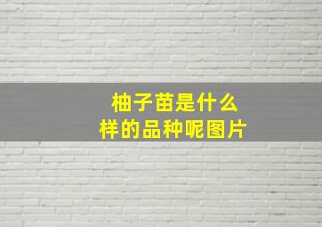 柚子苗是什么样的品种呢图片