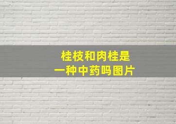 桂枝和肉桂是一种中药吗图片