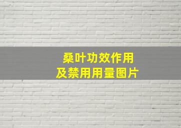 桑叶功效作用及禁用用量图片