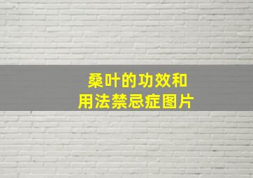 桑叶的功效和用法禁忌症图片