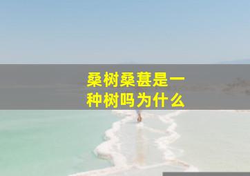 桑树桑葚是一种树吗为什么