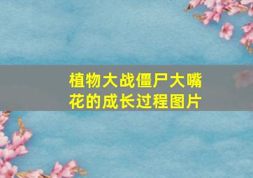 植物大战僵尸大嘴花的成长过程图片