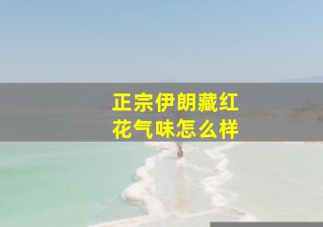 正宗伊朗藏红花气味怎么样