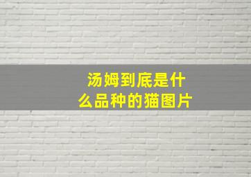 汤姆到底是什么品种的猫图片