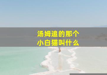 汤姆追的那个小白猫叫什么