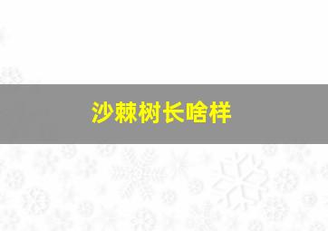 沙棘树长啥样