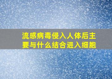 流感病毒侵入人体后主要与什么结合进入细胞