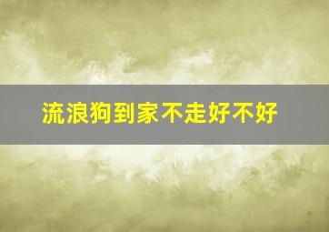 流浪狗到家不走好不好