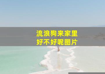 流浪狗来家里好不好呢图片