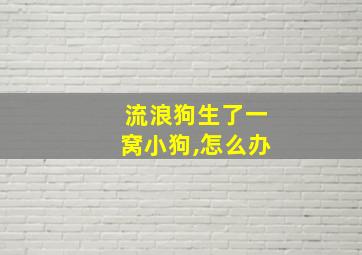 流浪狗生了一窝小狗,怎么办