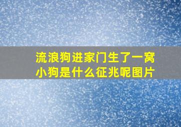 流浪狗进家门生了一窝小狗是什么征兆呢图片